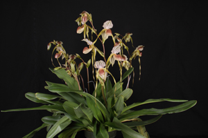 Paph. Vera Pellechia Archer Milton Huntington CCM 86 pts.